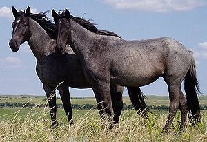 Two young Nokota mares