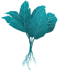 Taro Leaves Rooted