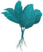 Icon Taro Plant