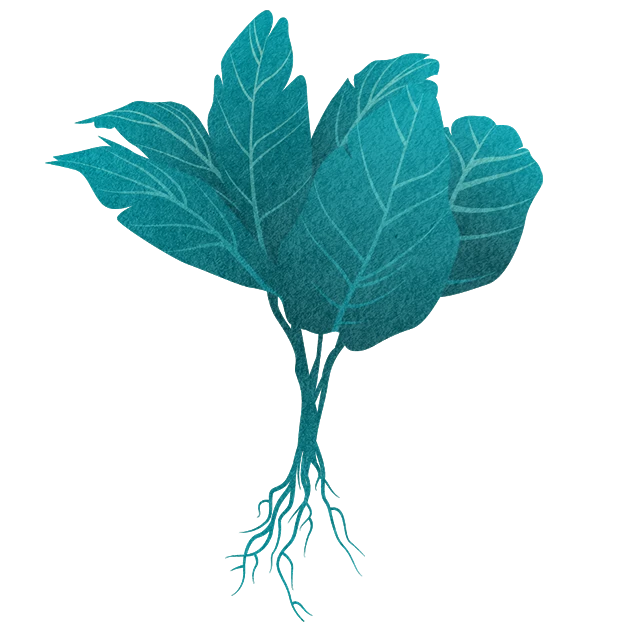 Rooted Taro